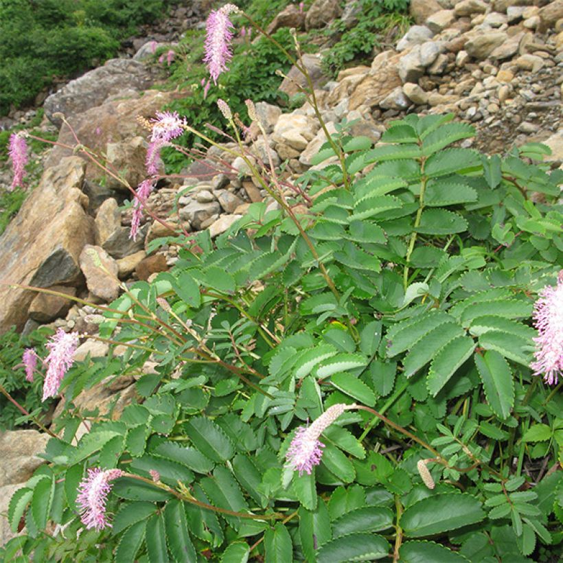 Sanguisorba obtusa - Pimpernel (Groeiplaats)