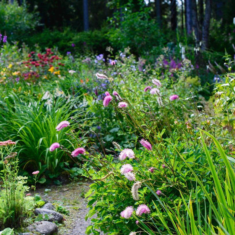 Sanguisorba obtusa - Pimpernel (Groeiplaats)