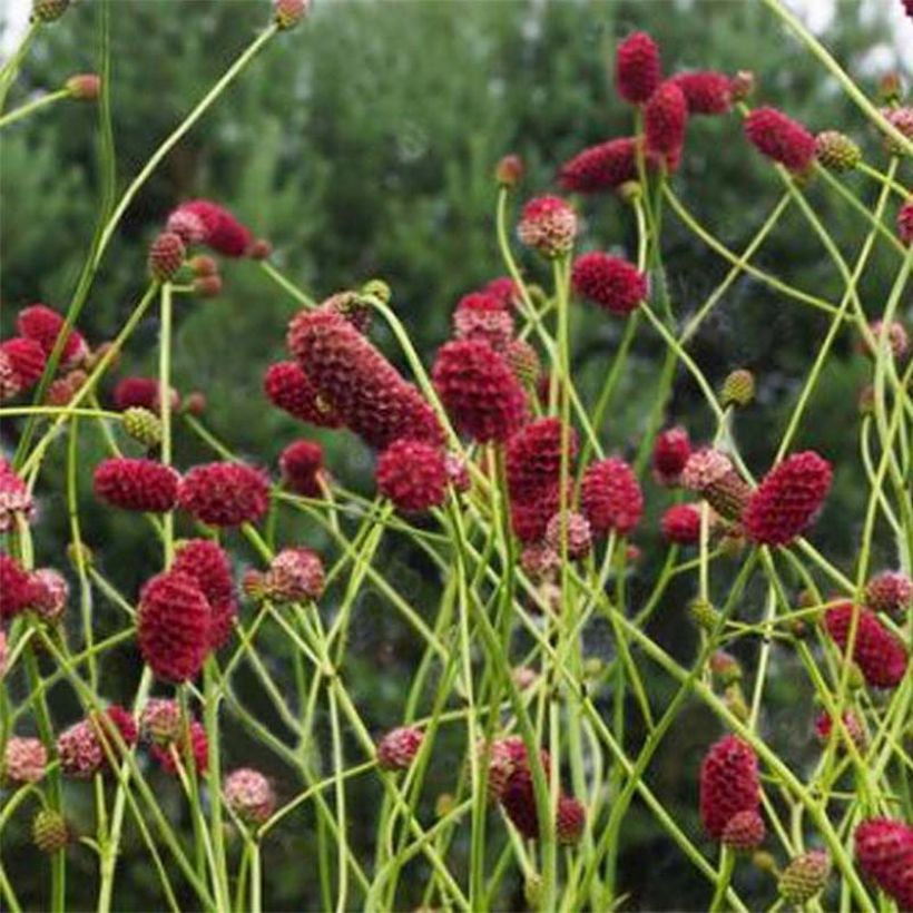 Sanguisorba officinalis Arnhem - Grote pimpernel (Bloei)