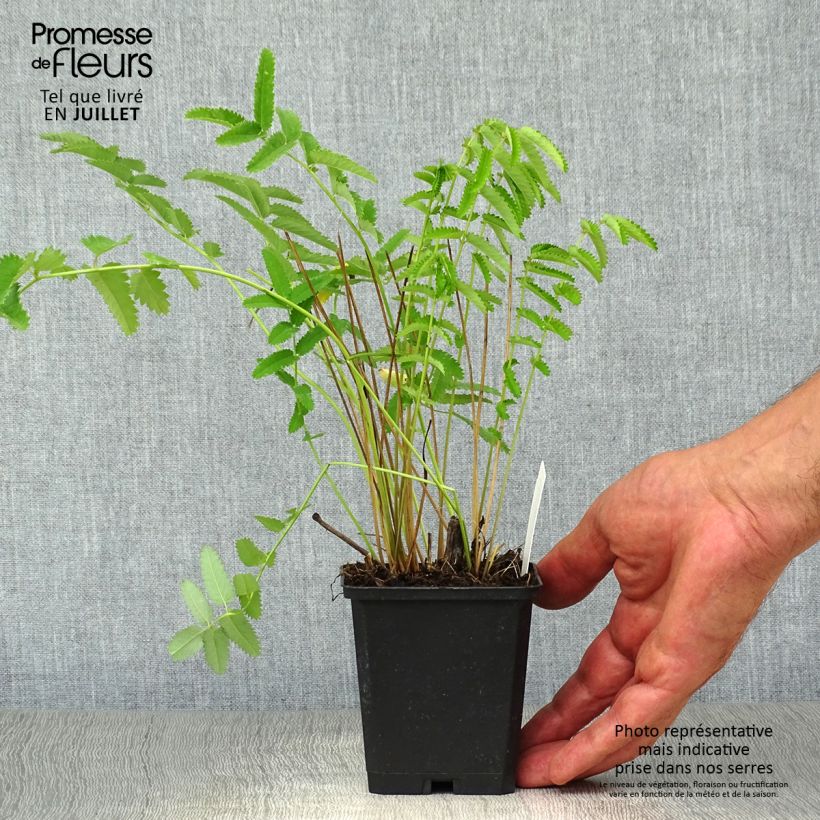 Exemplaar van Sanguisorba officinalis Arnhem - Grote pimpernel Kweekpotje van 8/9 cm zoals geleverd in de zomer