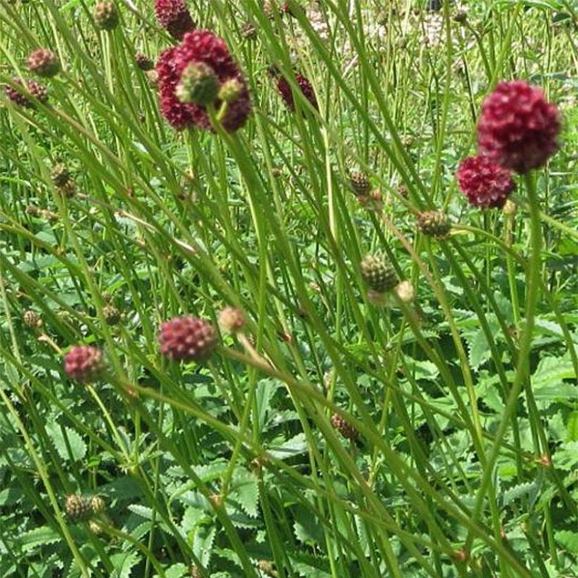 Sanguisorba officinalis Morning Select - Grote pimpernel (Bloei)