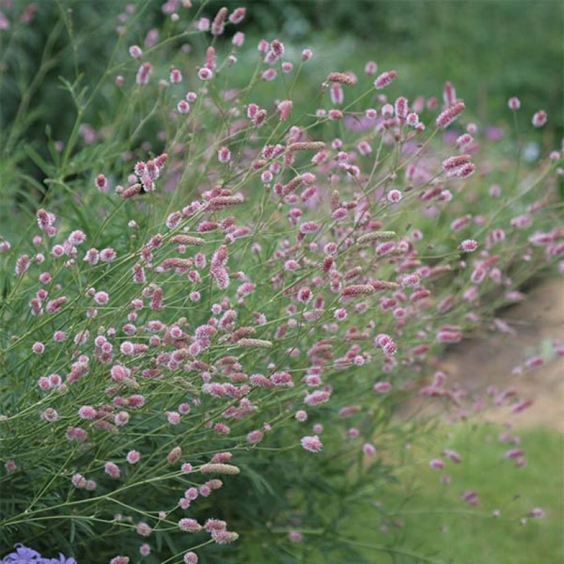 Sanguisorba officinalis Pink Tanna - Grote pimpernel (Bloei)