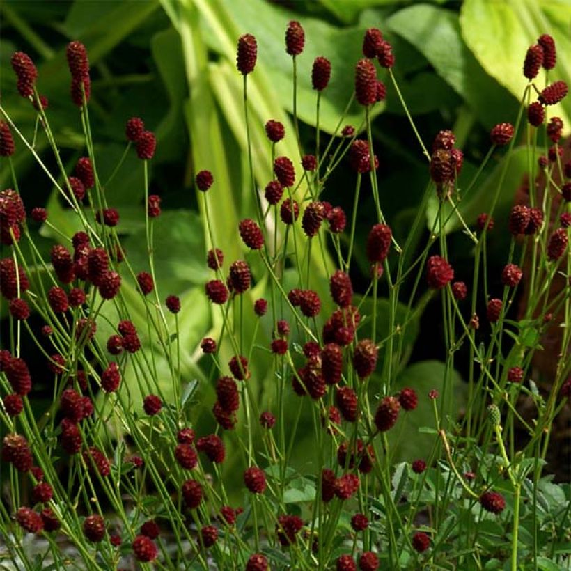 Sanguisorba officinalis Tanna - Grote pimpernel (Bloei)