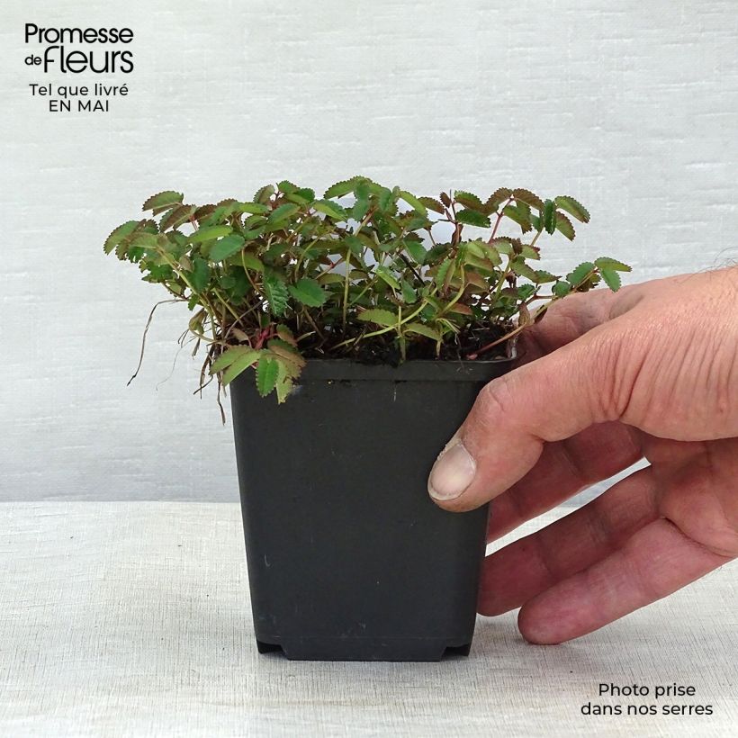 Exemplaar van Sanguisorba officinalis Tanna - Grote pimpernel Kweekpotje van 8/9 cm zoals geleverd in de lente