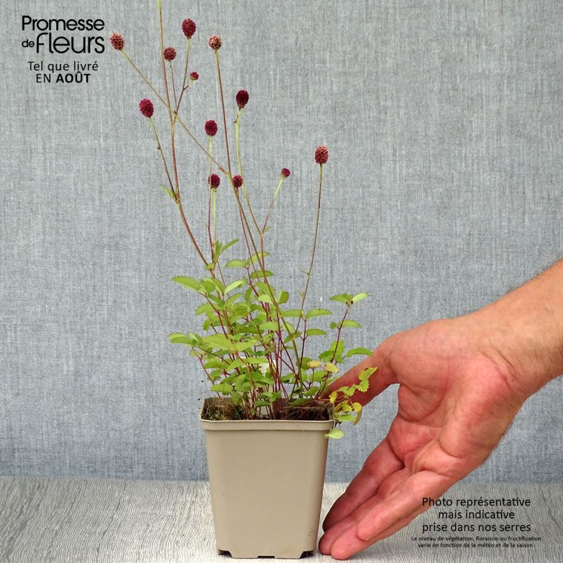 Exemplaar van Sanguisorba officinalis Tanna - Grote pimpernel Kweekpotje van 8/9 cm zoals geleverd in de zomer