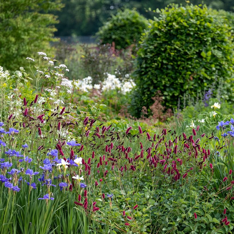 Sanguisorba officinalis Tanna - Grote pimpernel (Groeiplaats)