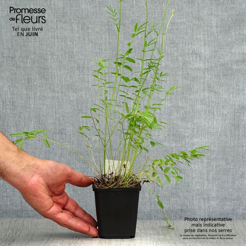 Exemplaar van Sanguisorba tenuifolia Alba - Grote pimpernel Kweekpotje van 8/9 cm zoals geleverd in de zomer