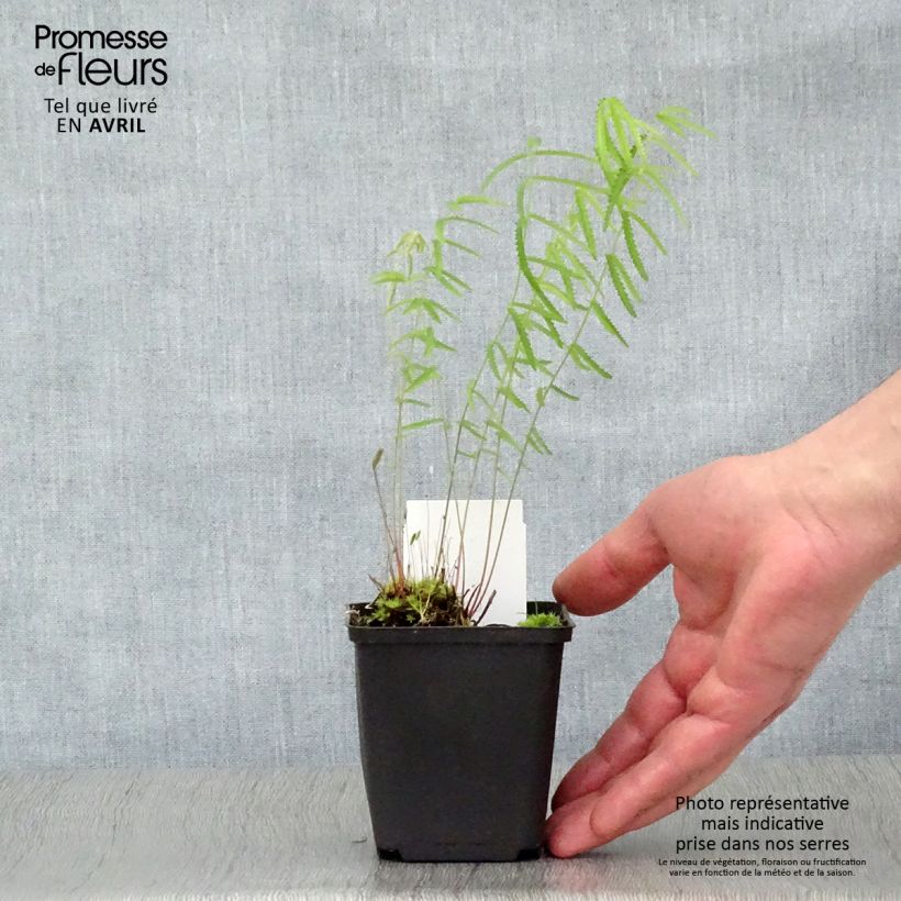 Exemplaar van Sanguisorba tenuifolia Alba - Grote pimpernel Kweekpotje van 8/9 cm zoals geleverd in de lente