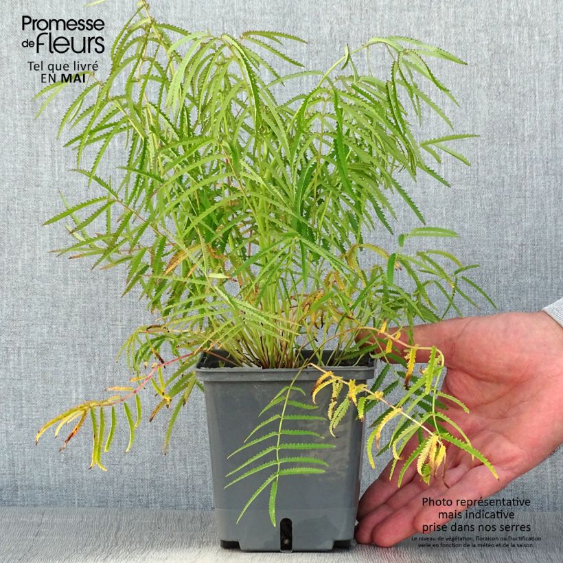 Exemplaar van Sanguisorba tenuifolia Alba - Grote pimpernel Pot van 1 l/1,5 l zoals geleverd in de lente