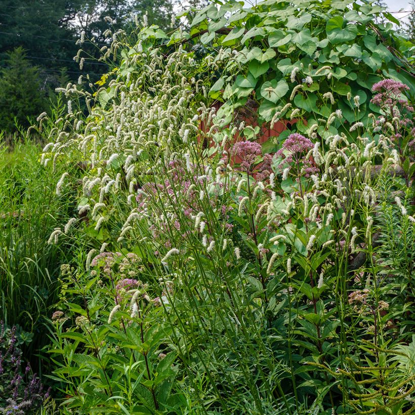 Sanguisorba tenuifolia Alba - Grote pimpernel (Groeiplaats)