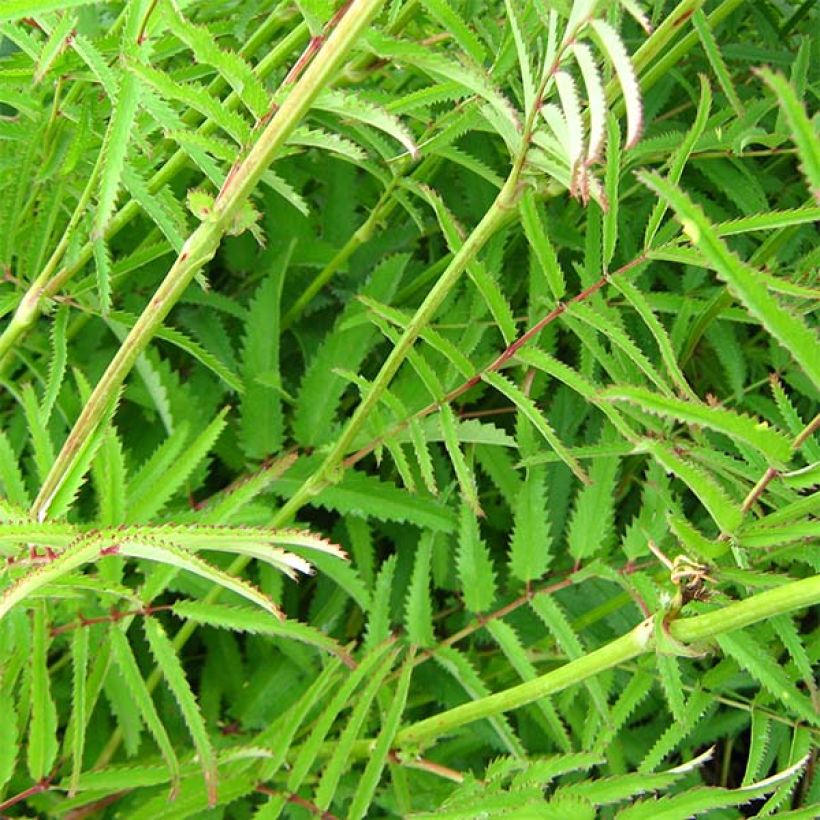 Sanguisorba tenuifolia Pink Elephant - Grote pimpernel (Blad)