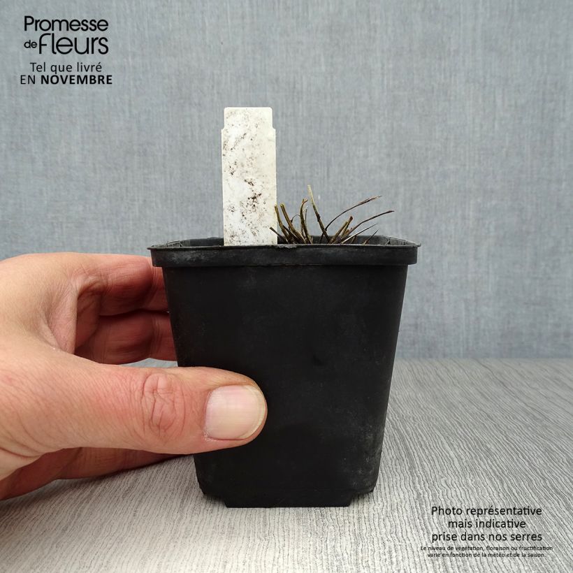 Exemplaar van Sanguisorba tenuifolia var. purpurea - Grote pimpernel Kweekpotje van 8/9 cm zoals geleverd in de herfst