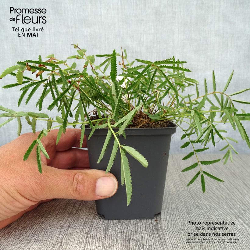 Exemplaar van Sanguisorba tenuifolia var. purpurea - Grote pimpernel Kweekpotje van 8/9 cm zoals geleverd in de lente