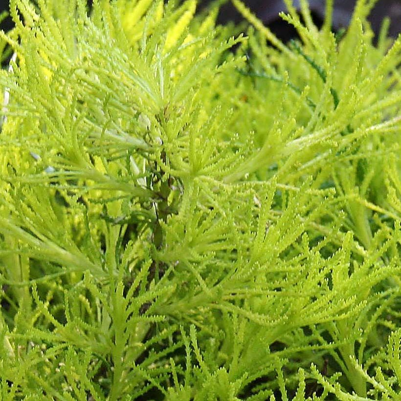 Santoline Lemon Fizz - Heiligenbloem (Blad)