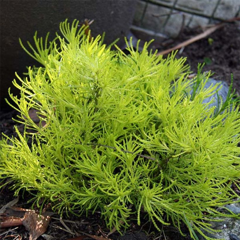 Santoline Lemon Fizz - Heiligenbloem (Groeiplaats)