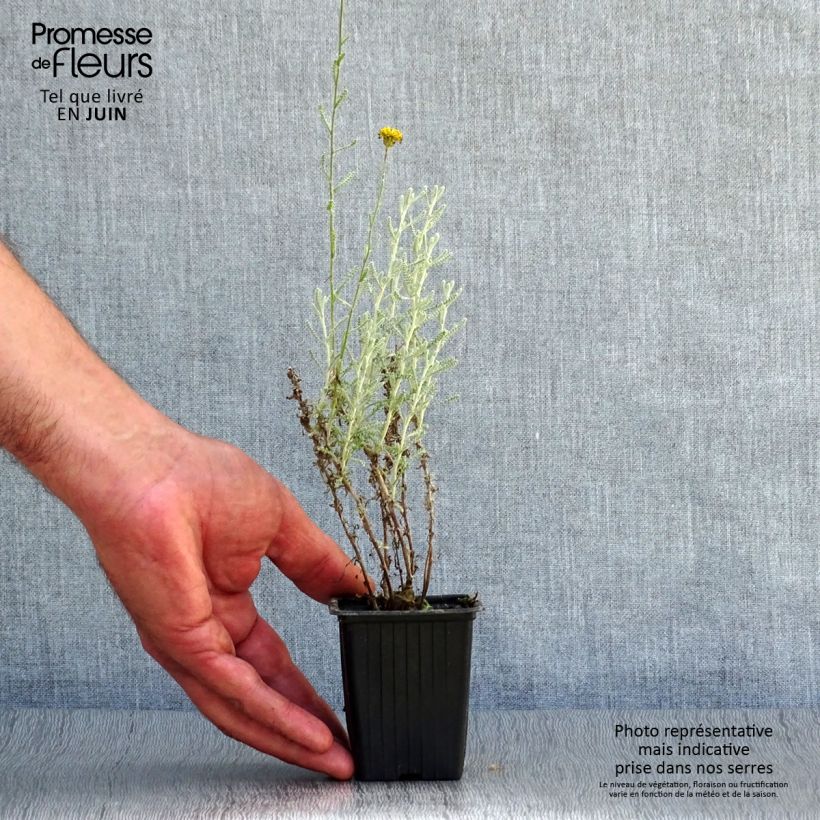 Exemplaar van Santolina chamaecyparissus - Heiligenbloem Kweekpotje van 7/8 cm zoals geleverd in de zomer