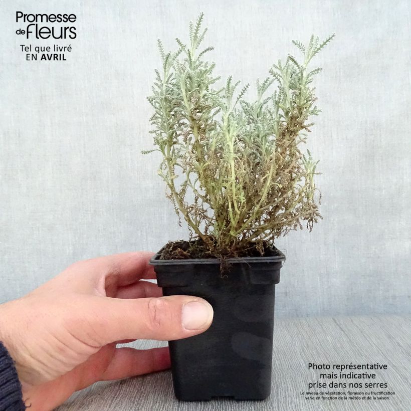 Example of Santolina chamaecyparissus - Heiligenbloem Kweekpotje van 7/8 cm as you get in printemps