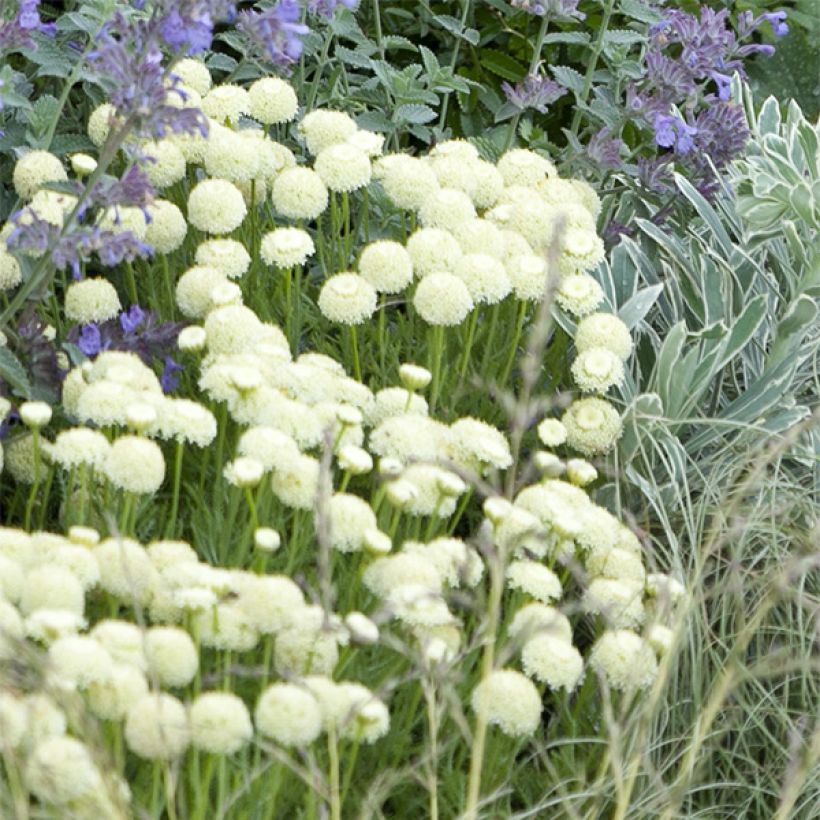 Santolina pinnata subsp neapolitana Edward Bowles - Heiligenbloem (Bloei)