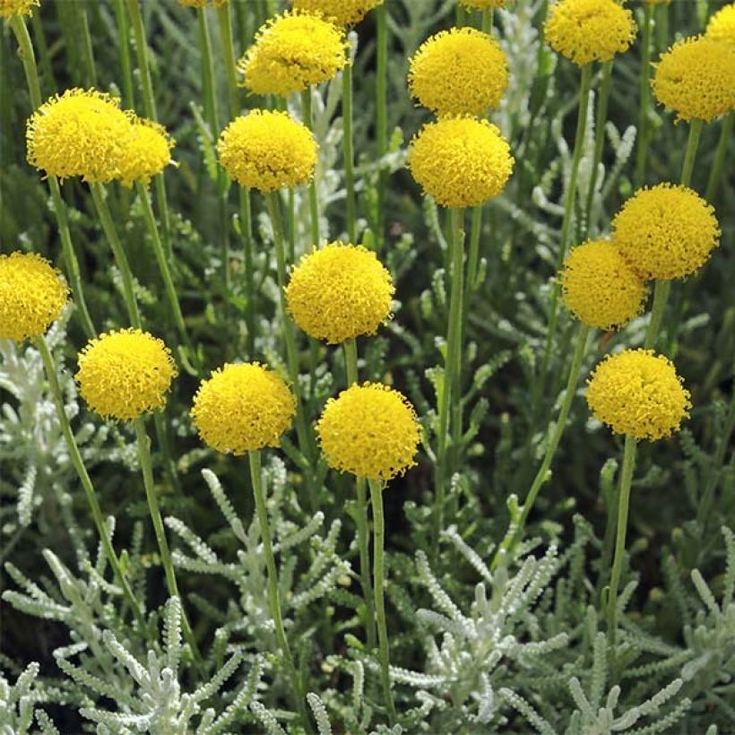 Santolina serratifolia - Heiligenbloem (Bloei)