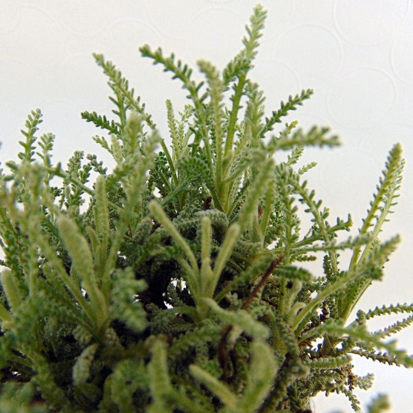 Santolina serratifolia - Heiligenbloem (Blad)