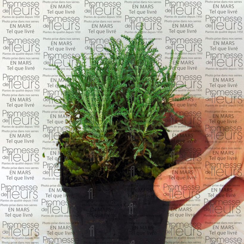 Voorbeeld van een exemplaar van Santolina serratifolia - Heiligenbloem Kweekpotje van 8/9 cm zoals geleverd