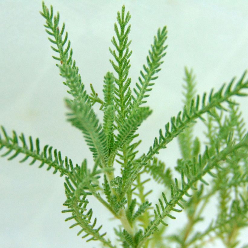 Santolina pinnata subsp neapolitana Edward Bowles - Heiligenbloem (Blad)