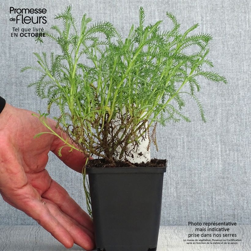 Exemplaar van Santolina pinnata subsp neapolitana Edward Bowles - Heiligenbloem Kweekpotje van 8/9 cm zoals geleverd in de herfst