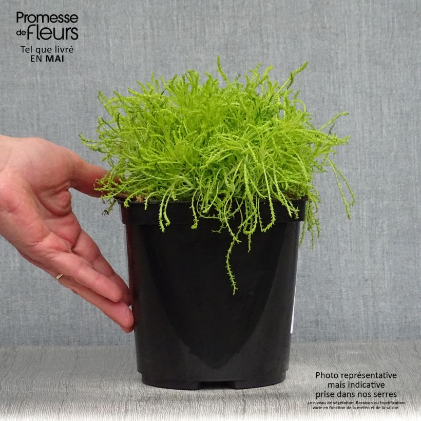 Exemplaar van Santoline Lemon Fizz - Heiligenbloem Pot van 2 l/3 l zoals geleverd in de lente