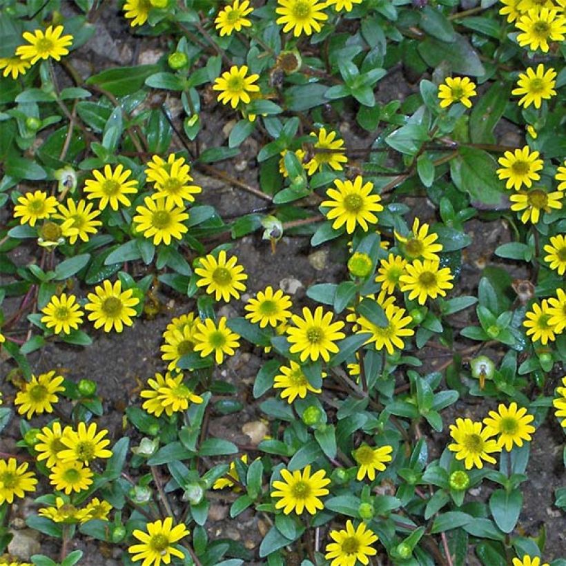 Sanvitalia Aztekengold - Huzarenknoop (Bloei)