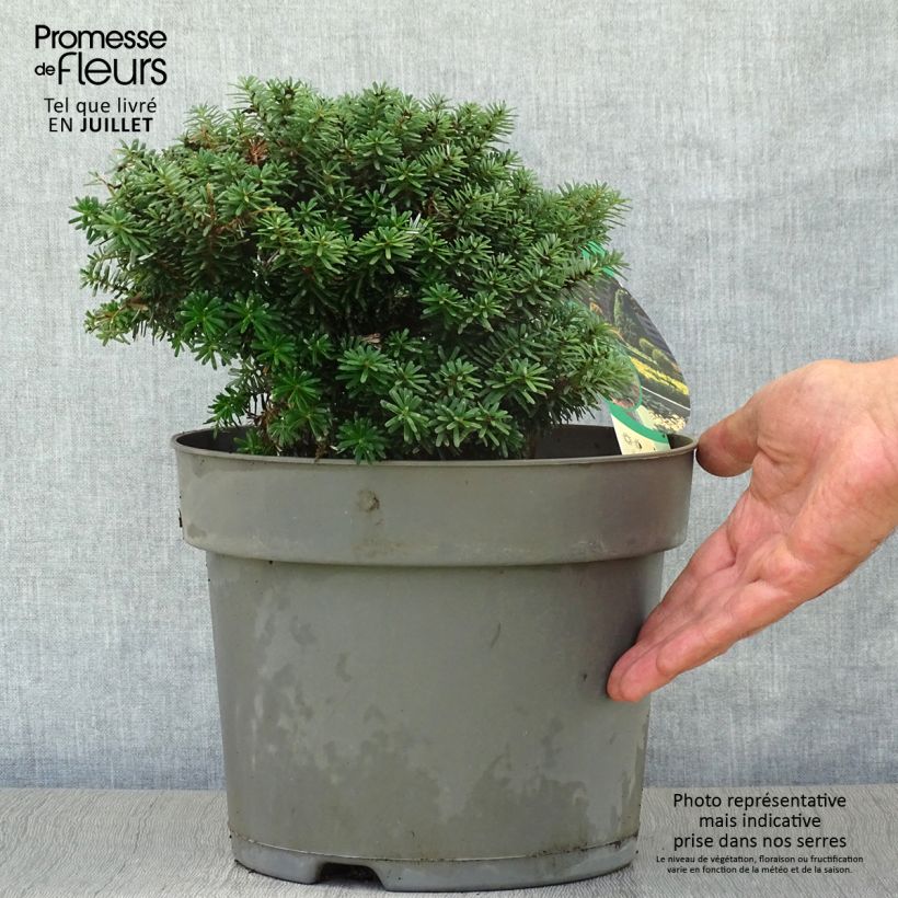 Exemplaar van Abies koreana Cis - Koreaanse zilverspar Pot van 7,5 l/10 l zoals geleverd in de zomer
