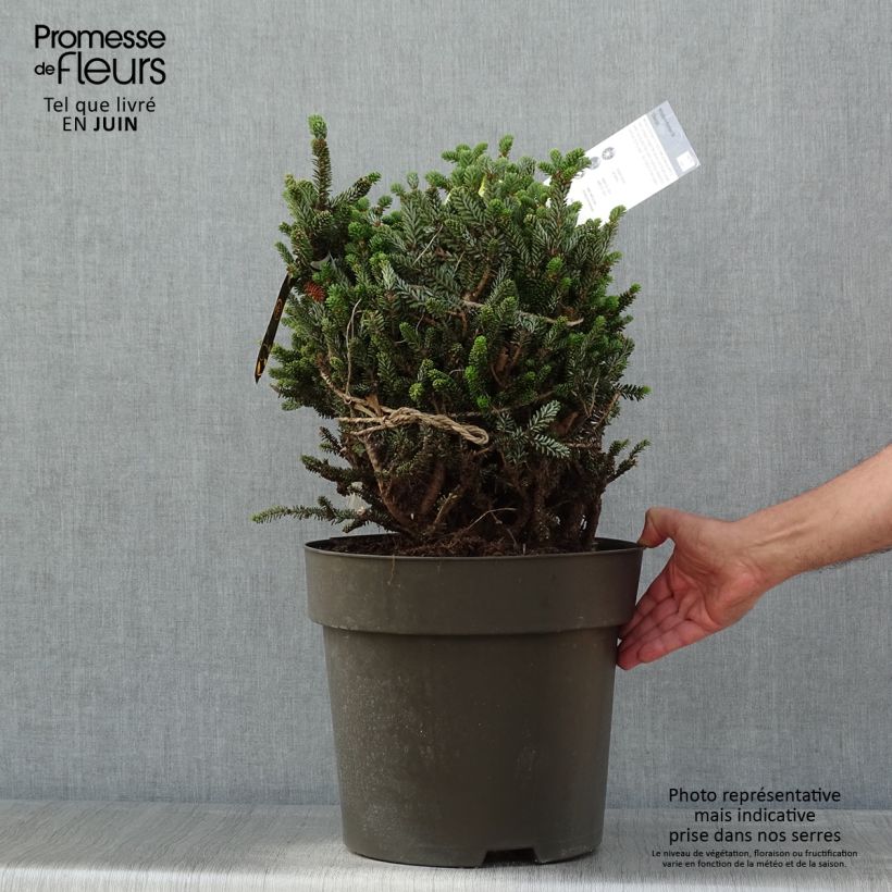 Exemplaar van Abies koreana Oberon - Koreaanse zilverspar Stuk zoals geleverd in de lente