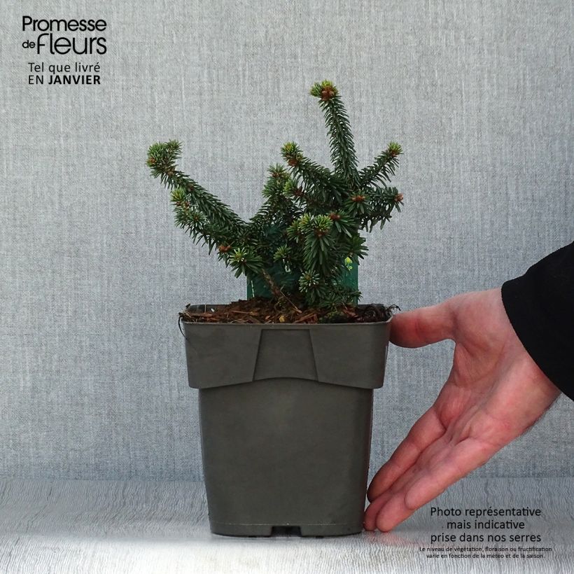 Exemplaar van Abies balsamea Piccolo - Balsemzilverspar Pot van 2 l/3 l zoals geleverd in de winter