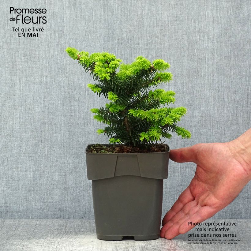 Exemplaar van Abies balsamea Piccolo - Balsemzilverspar Pot van 2 l/3 l zoals geleverd in de lente