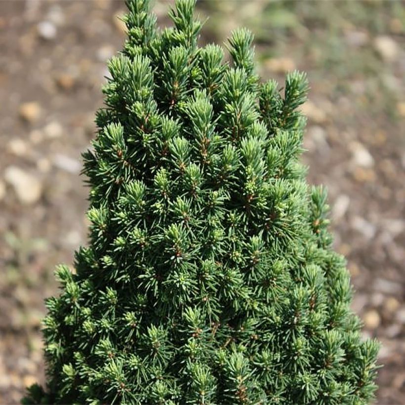 Picea glauca Piccolo - Witte spar (Blad)
