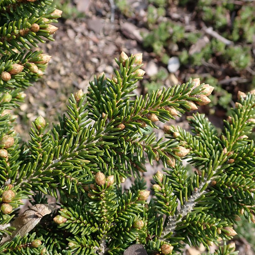 Picea orientalis Jewel - Oosterse spar (Foliage)
