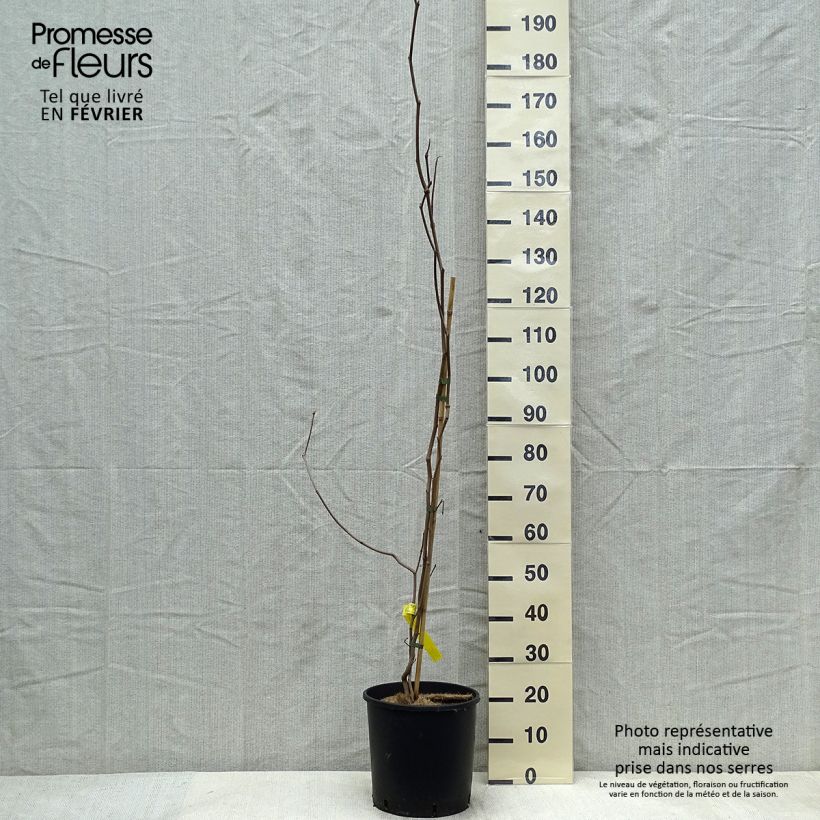 Exemplaar van Sapium japonicum - Neoshirakia japonica Pot van 12 l/15 l zoals geleverd in de winter