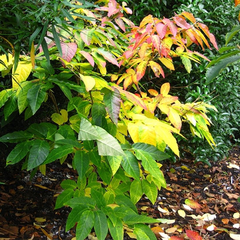 Sapium japonicum - Neoshirakia japonica (Groeiplaats)