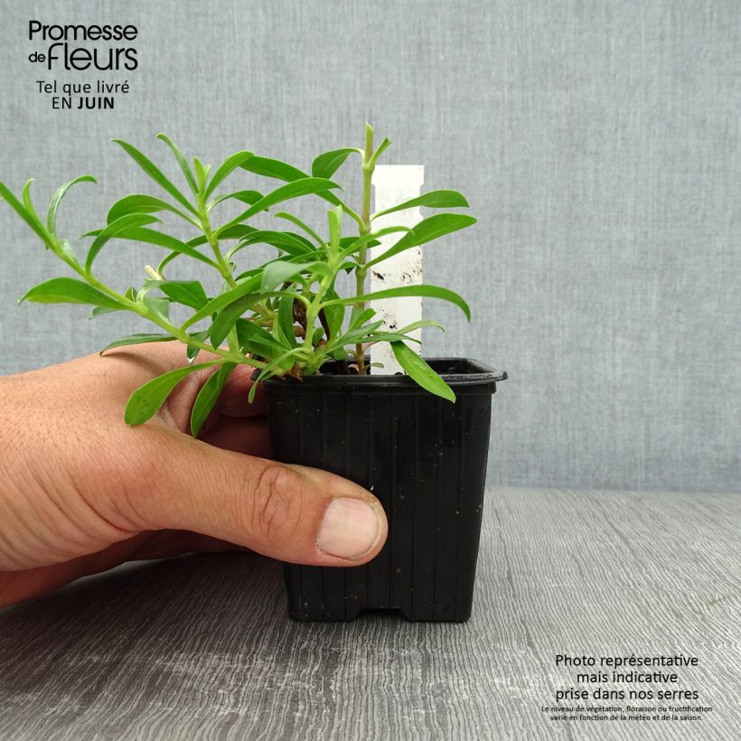 Exemplaar van Saponaria Max Frei - Zeepkruid Kweekpotje van 8/9 cm zoals geleverd in de zomer