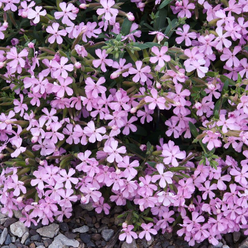 Saponaria Max Frei - Zeepkruid (Bloei)