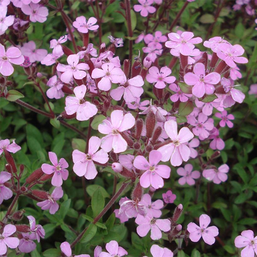 Saponaria ocymoides - Zeepkruid (Bloei)