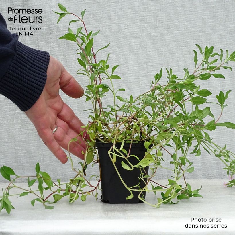 Exemplaar van Saponaria ocymoides - Zeepkruid Kweekpotje van 8/9 cm zoals geleverd in de lente