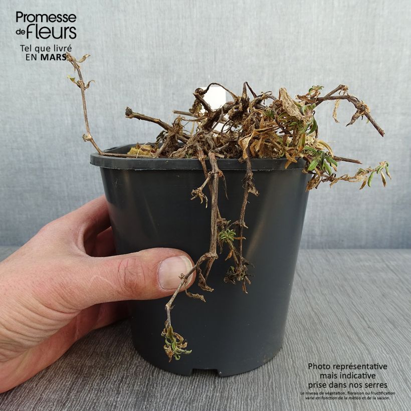 Exemplaar van Saponaria ocymoides - Zeepkruid Pot van 2 l/3 l zoals geleverd in de winter
