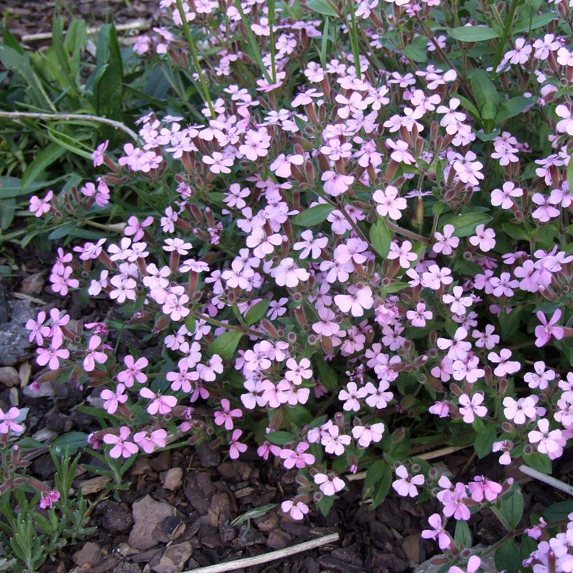 Saponaria ocymoides - Zeepkruid (Bloei)