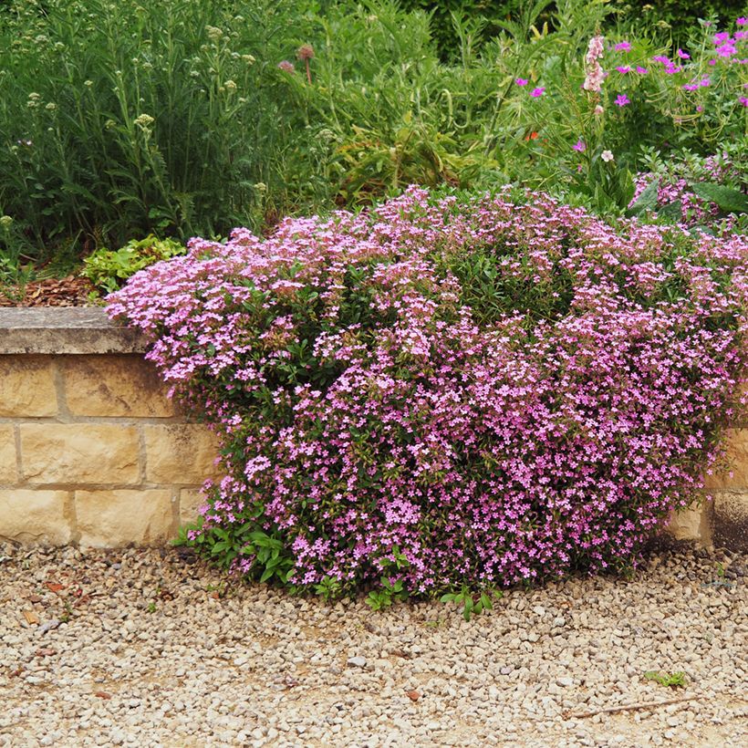 Saponaria ocymoides - Zeepkruid (Groeiplaats)