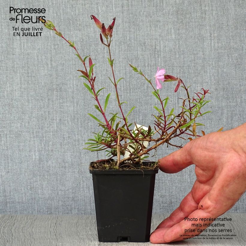 Exemplaar van Saponaria officinalis Alba Plena - Zeepkruid wit dubbel Kweekpotje van 8/9 cm zoals geleverd in de zomer