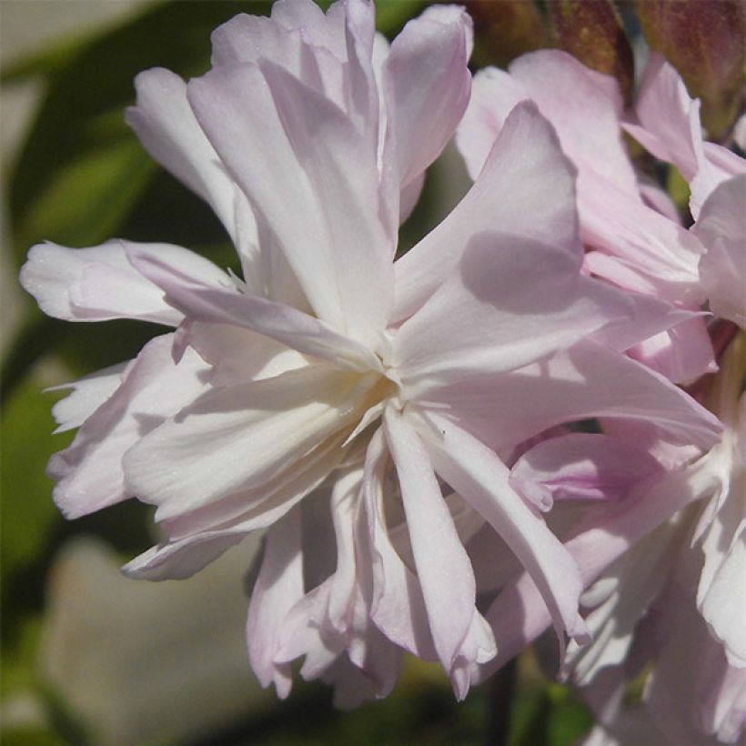 Saponaria officinalis Rosea Plena - Zeepkruid (Bloei)