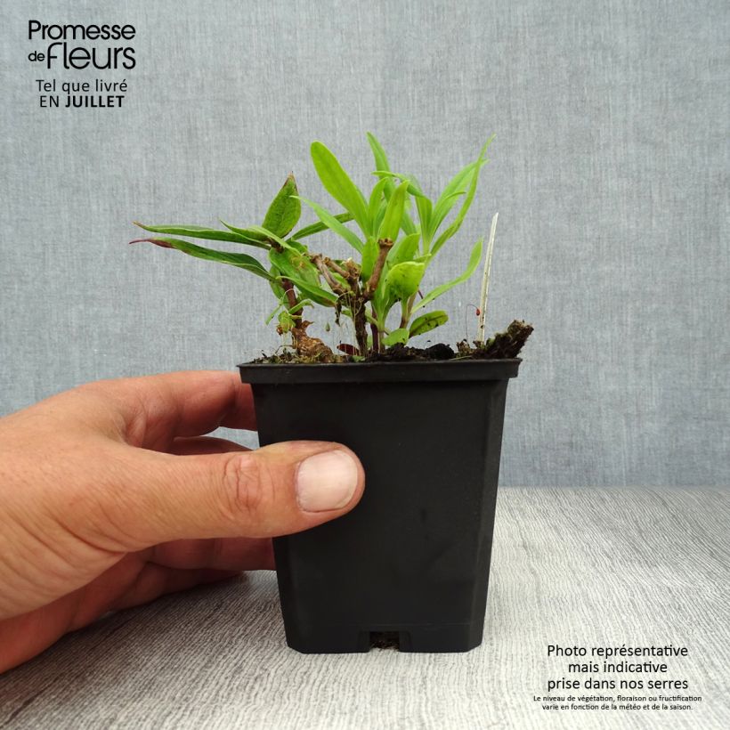 Exemplaar van Saponaria officinalis Rosea Plena - Zeepkruid Kweekpotje van 8/9 cm zoals geleverd in de zomer