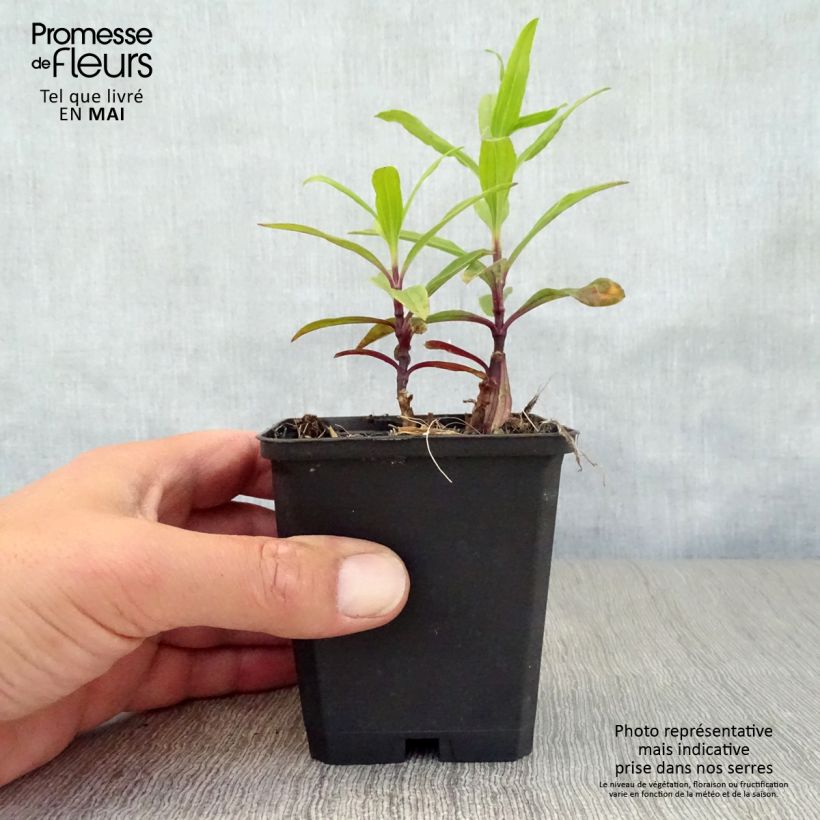 Exemplaar van Saponaria officinalis Rosea Plena - Zeepkruid Kweekpotje van 8/9 cm zoals geleverd in de lente