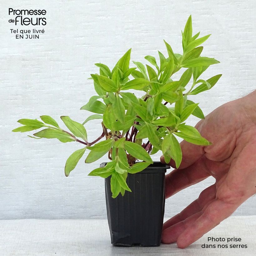 Exemplaar van Saponaria officinalis - Zeepkruid Kweekpotje van 7/8 cm zoals geleverd in de zomer