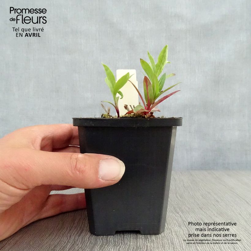 Exemplaar van Saponaria officinalis - Zeepkruid Kweekpotje van 7/8 cm zoals geleverd in de lente